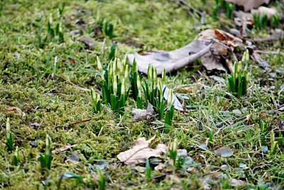 Leucojum vernum - bledule jarní - dolní park